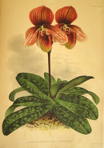 Acervo - Coleção bibliográfica - Detalhe do livro Lindenia: Iconographie des orchides